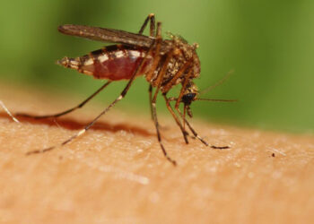 [ Santé] ALERTE le virus ZIKA 6 choses importantes à savoir !