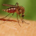 [ Santé] ALERTE le virus ZIKA 6 choses importantes à savoir !
