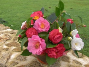 camelia