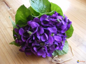 violettes-visoflora-24323