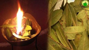Bien-être: les feuilles de laurier