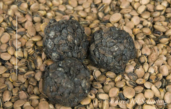 [Food] Recette du Soumbara Lafri par Sinaba Food - Ayana Webzine